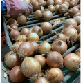 Export von frischen gelben Zwiebeln nach Indonesien
